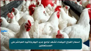 أسعار الفراخ البيضاء تشهد تراجع جديد اليوم وتأثيره المباشر على المستهلكين